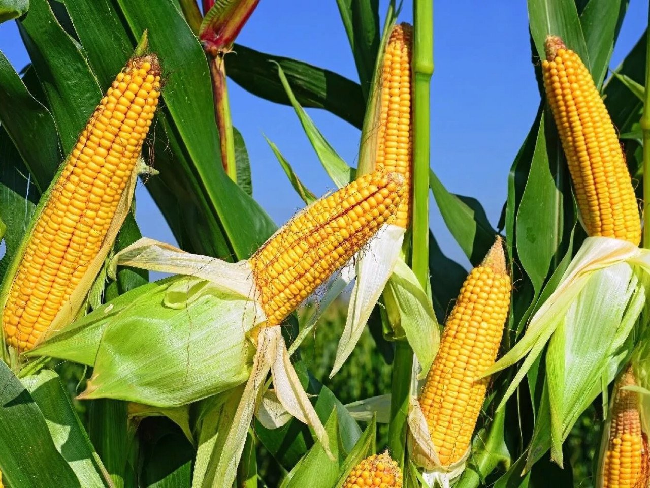 Фазы роста и созревания кукурузы от посева до уборки урожая семян